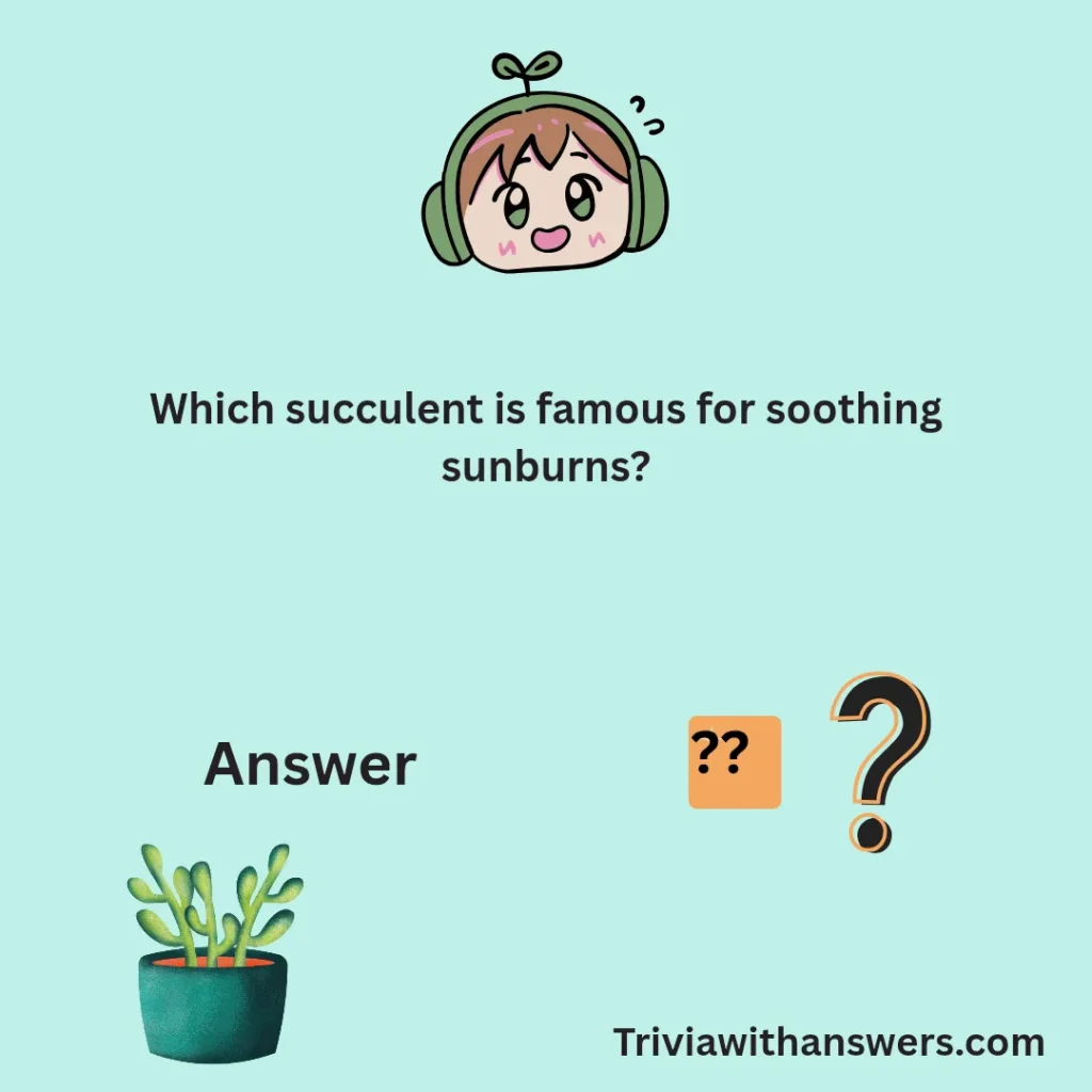 "Easy Succulent Trivia Question And Answers"